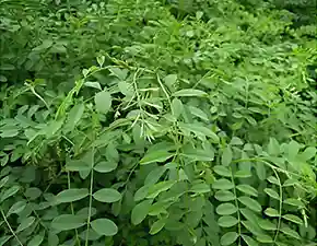 インディゴ(藍)です。