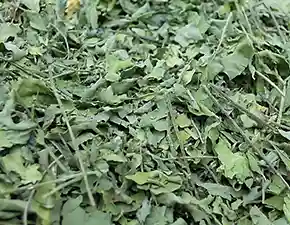 収穫した乾燥させたインディゴ(藍)です。